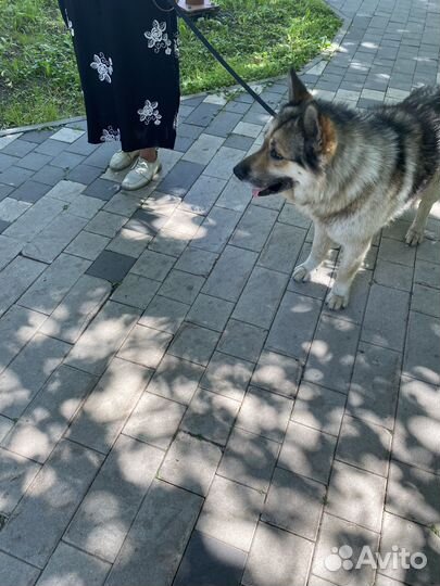 Собака в добрые руки