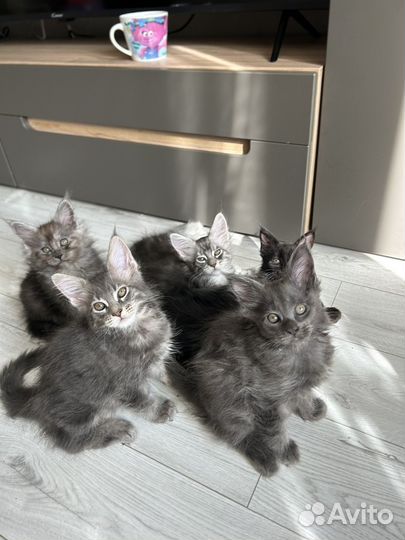 Котята мейн кун