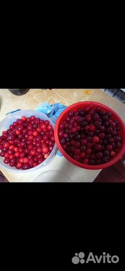 Рассада, Клубники и перец, Вишня