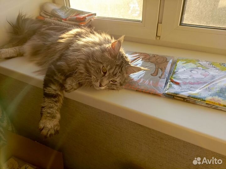 Отдам в добрые руки кот Мейн кун