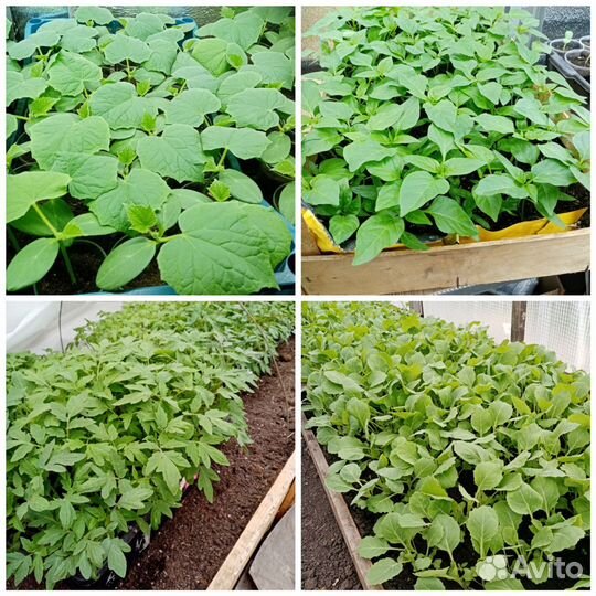 Рассада овощная