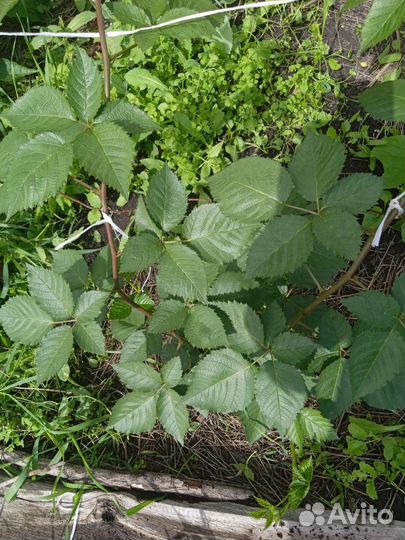 Саженцы ежевики без шипной