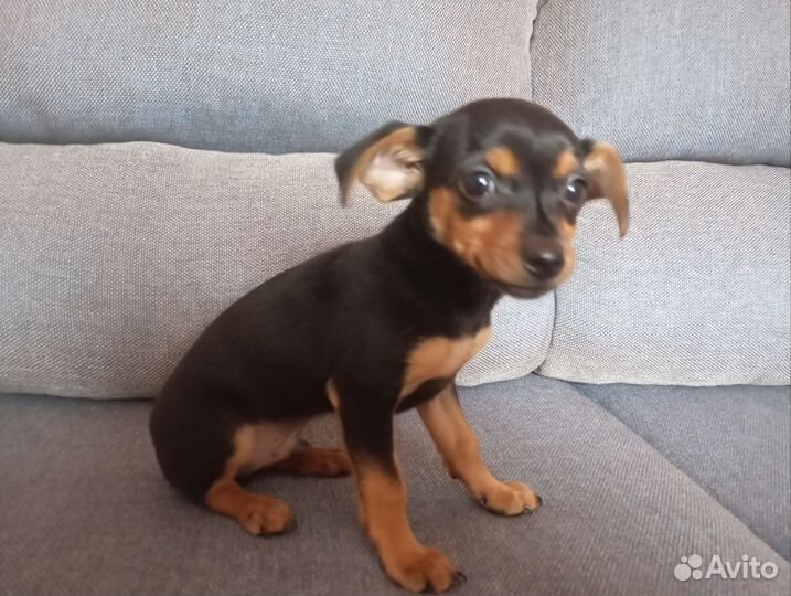 Русский той-терьер