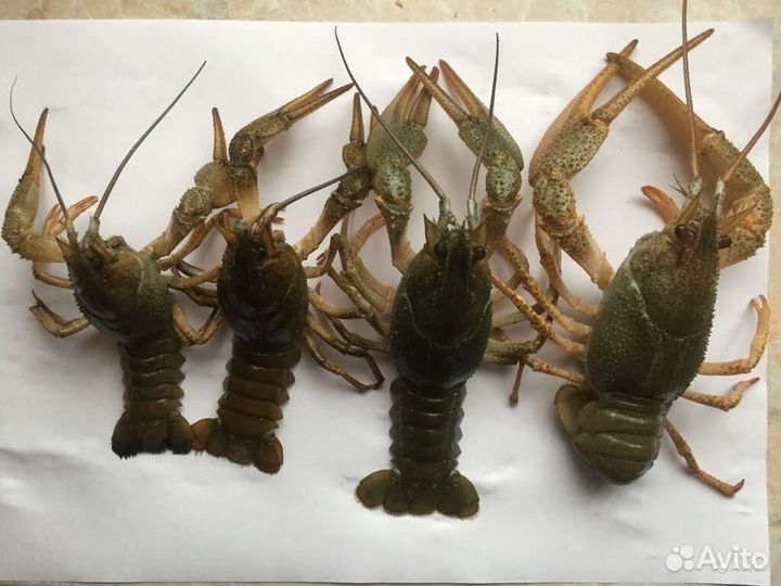 Свежие раки