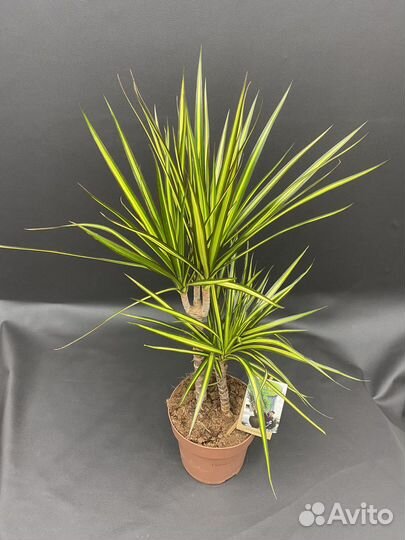 Драцена санрей (Dracaena Marginata Sunray)