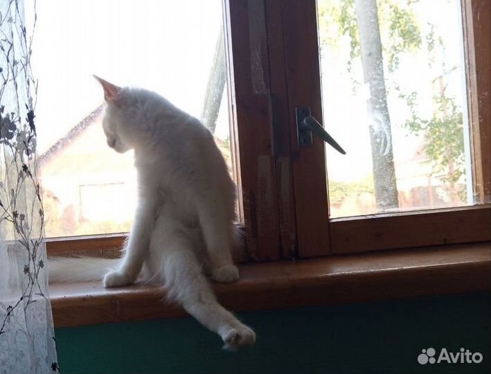 Котята ищут дом