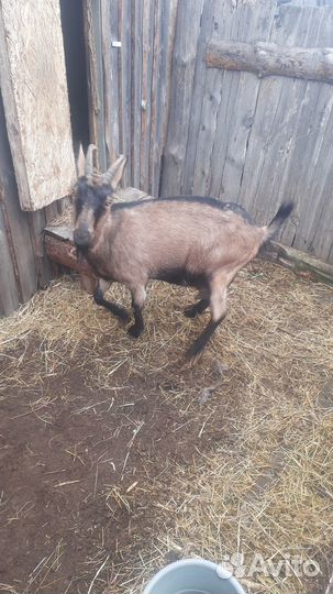 Продается коза-дереза