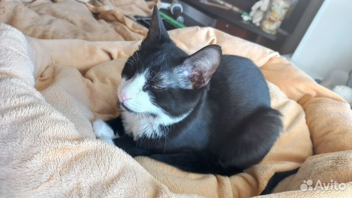 Мальчик в добрые руки