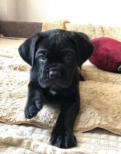 Щенки-девочки кане корсо