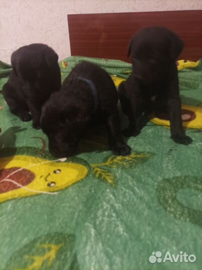Щенки лабрадора