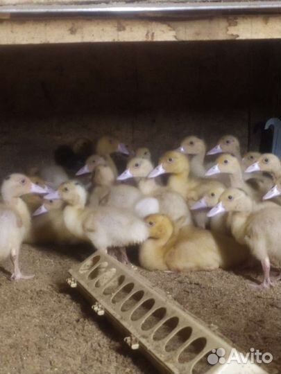 Утята Муларды