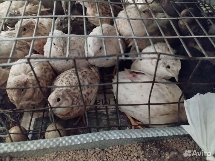 Перепела продажа