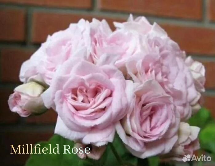 Пеларгония герань розебудная