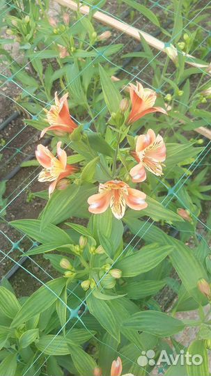 Альстромерия цвиты