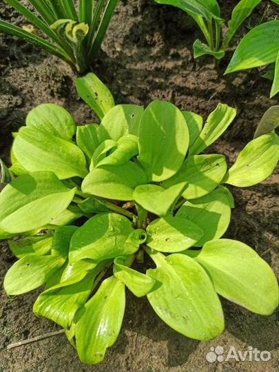 Хосты из серии мышиных ушек