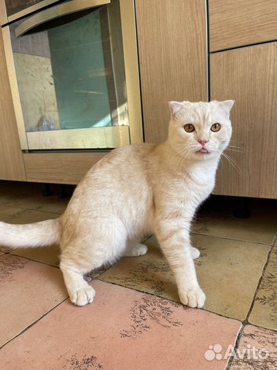 Шотланский кот