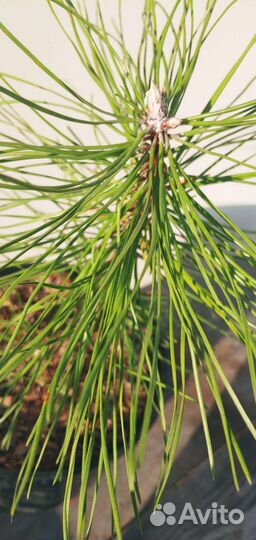 Сосна Крымская