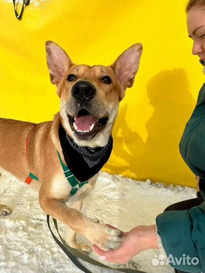 Собака хочет жить в семье