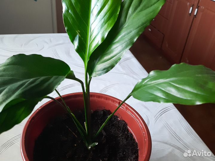 Спатифиллум