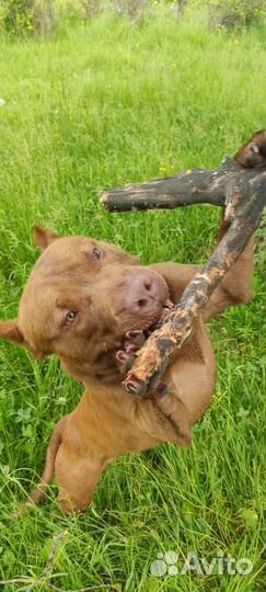 Питбуль вязка