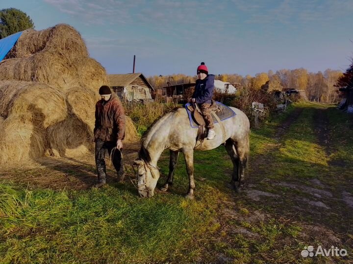 Езда на коне