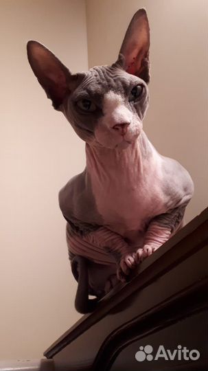 Канадский сфинкс девочка