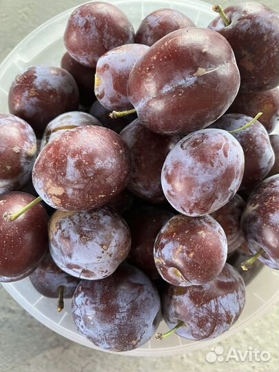 Слива кабардинка