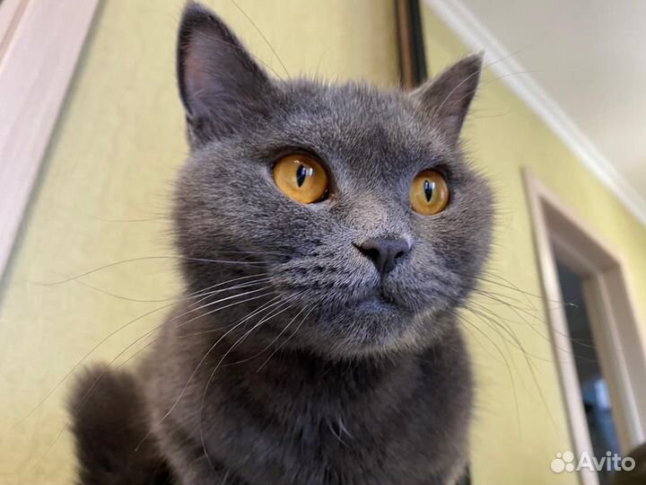 Британская кошка