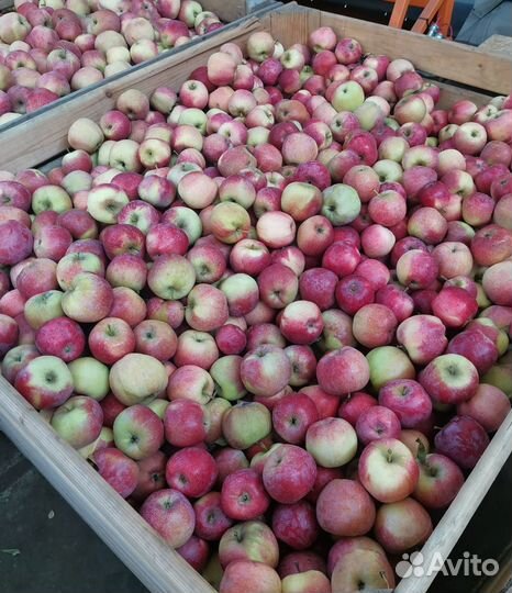 Яблоки оптом и в розницу