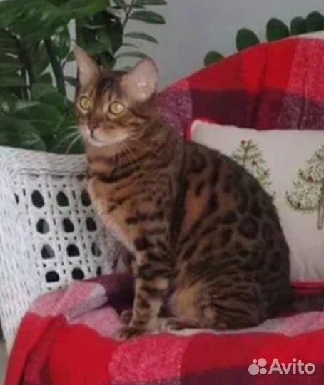 Бенгальская