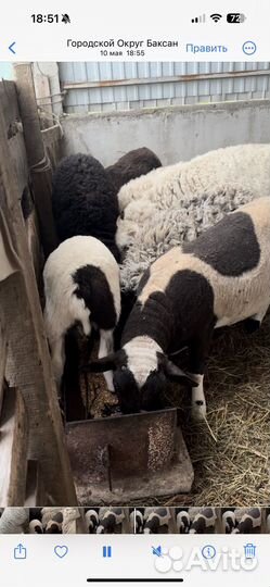 Овцы бараны