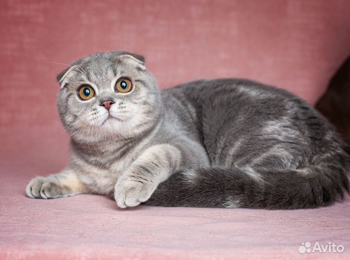 Шотландские мраморные котята