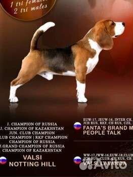 Бигль вязка ждёт дам