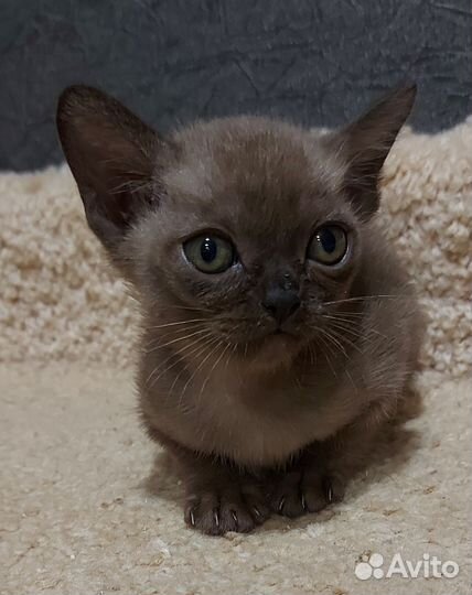 Бурманские котята
