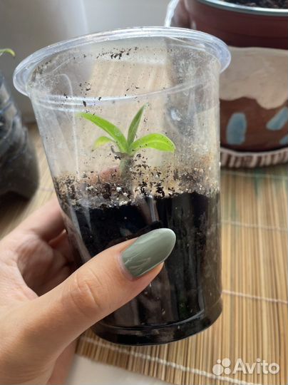 Карликовый банан укоренившийся