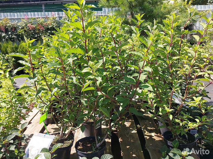 Гортензия Ванила Фрейз