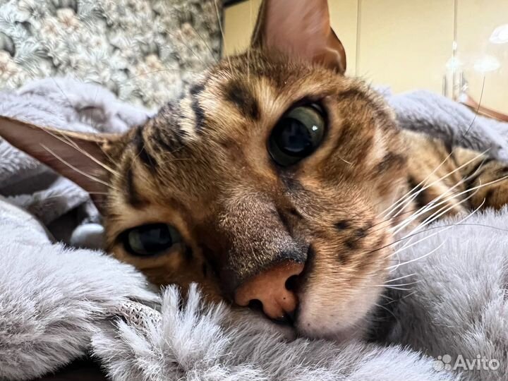 Бенгальский кот в добрые руки