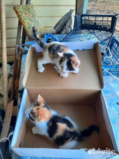 Котята в добрые руки бесплатно