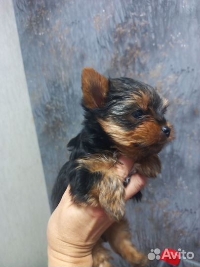 Йоркширский терьер мини