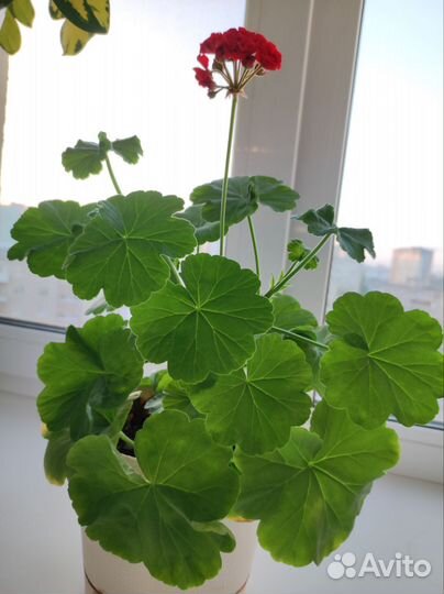 Пеларгония герань красная Розебудная
