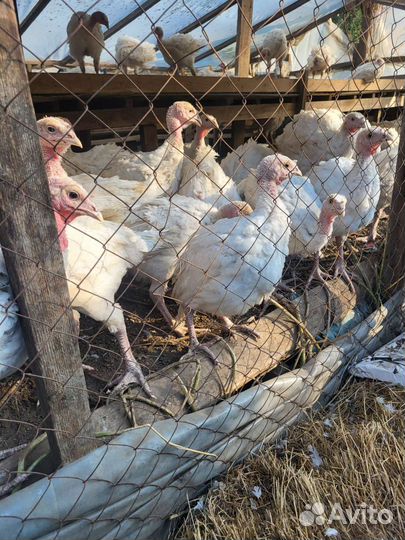 Индюшата биг премиум