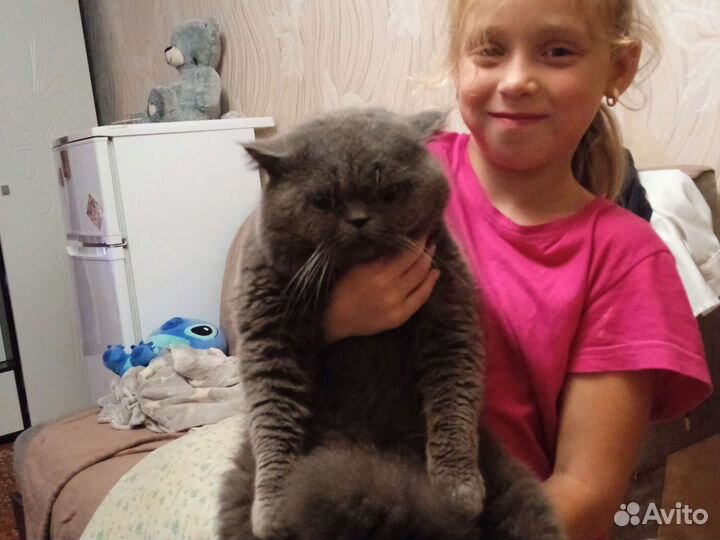 Британец кот вязка