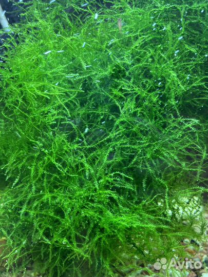 Прополка акваримуные растения