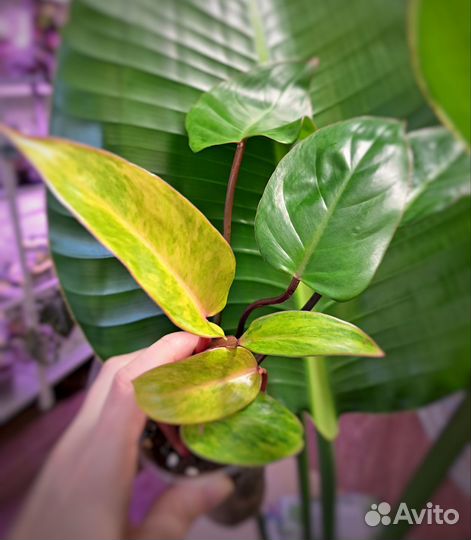 Филодендроны