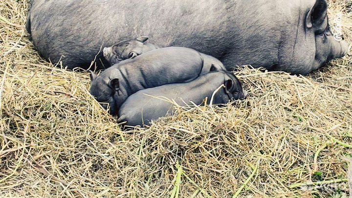 Вьетнамские свиньи