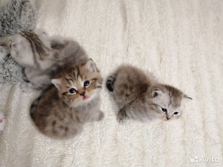 Шотландские котята