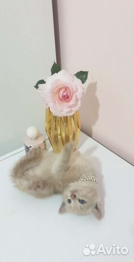 Котёнок