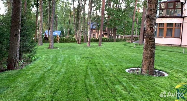 Рулонный газон