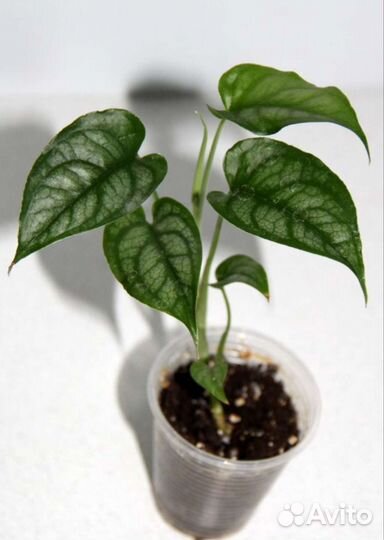 Монстеры Эль Сальвадор / Манки / Ланиата / Перу