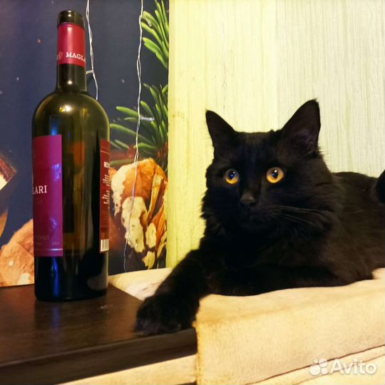 Кот для вязки